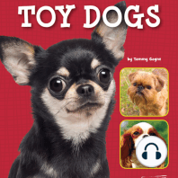 Chihuahuas, Pomeranians, and Other Toy Dogs