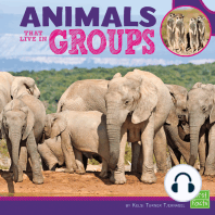 Animals That Live in Groups