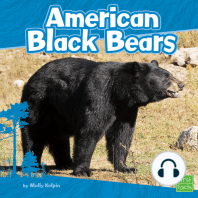 American Black Bears