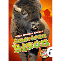 American Bison