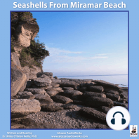 Seashells from Miramar Beach