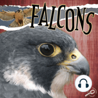 Falcons