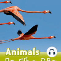 Animals in the Air