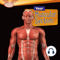 Your Muscular System