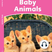 Baby Animals