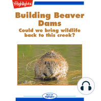 Building Beaver Dams