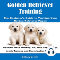 Golden Retriever Training