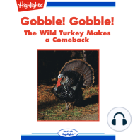 Gobble! Gobble! The Wild Turkey Make a Comeback