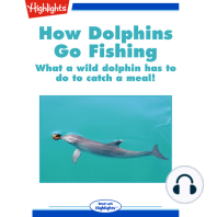 How Dolphins Go Fishing
