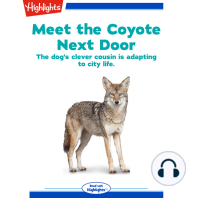 Meet the Coyote Next Door