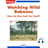 Watching Wild Baboons