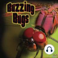 Buzzing Bugs