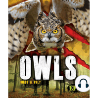 Owls