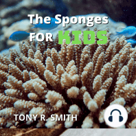 The Sponges for Kids