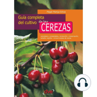 Guía completa del cultivo de las cerezas. Variedades y propiedades, recolección y conservación, tamaño, injertos - incluye recetas de cocina