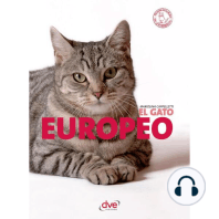 El gato Europeo