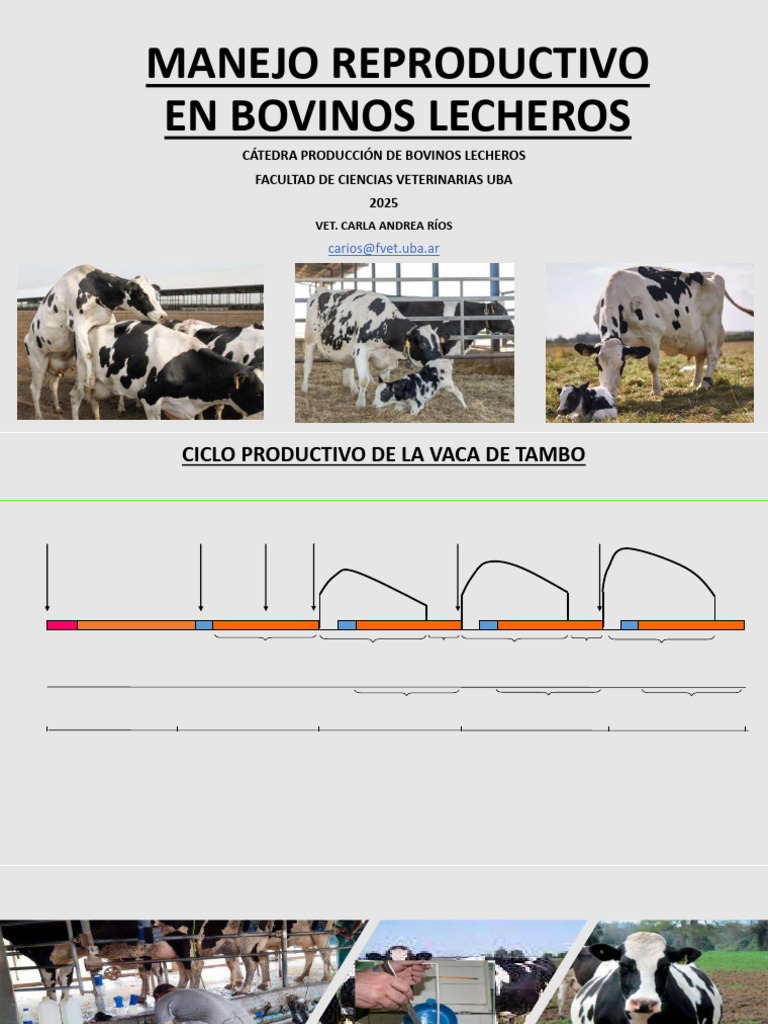 Manejo Reproductivo 2025 Com Seg Cuatri - Compressed | PDF | Vacas | Parto