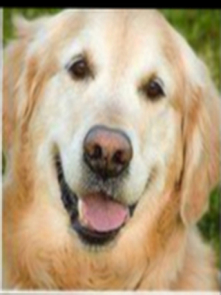 Dogs | PDF