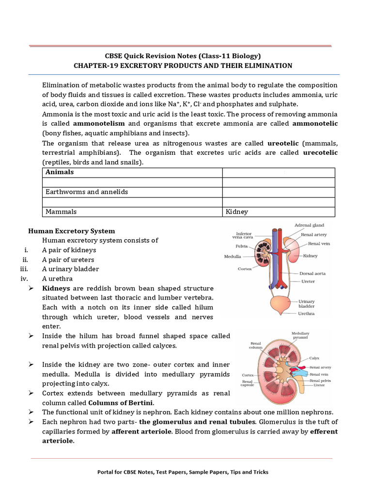 Excretory Product and Their Elimination Notes | PDF | Kidney | Urinary ...