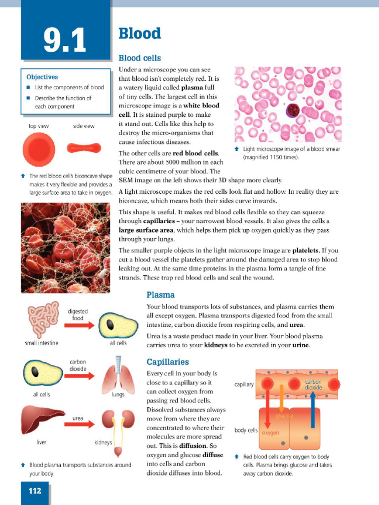 Blood | PDF