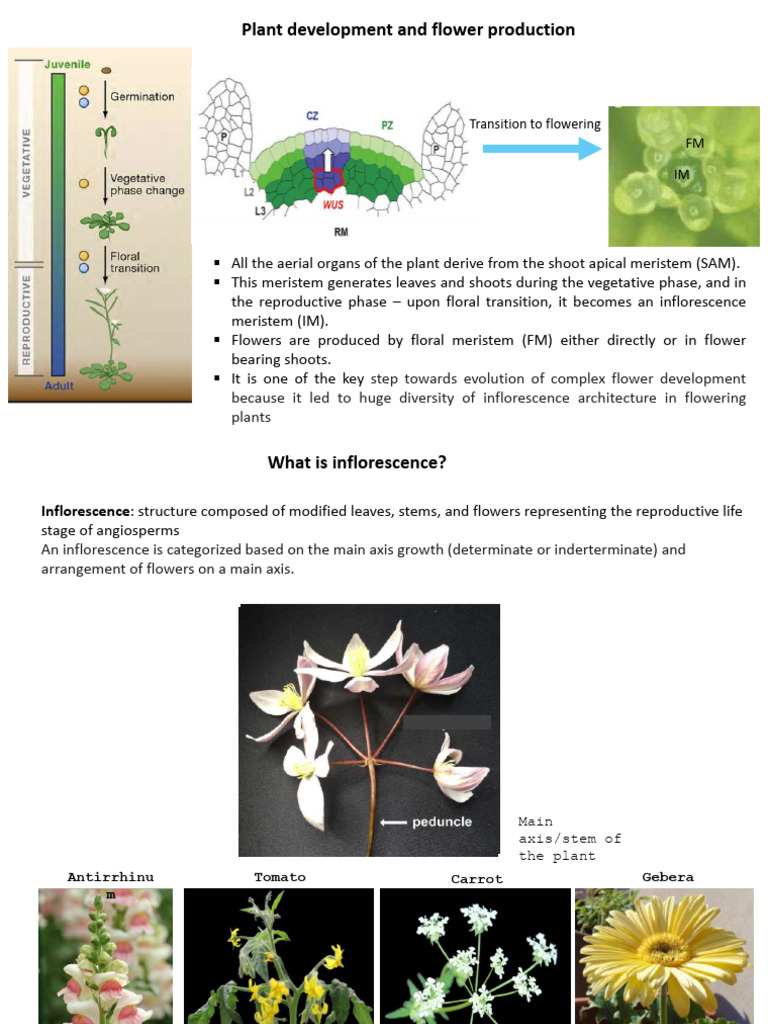 Inflorescence UBBT 404 | PDF | Flowers | Plant Reproduction