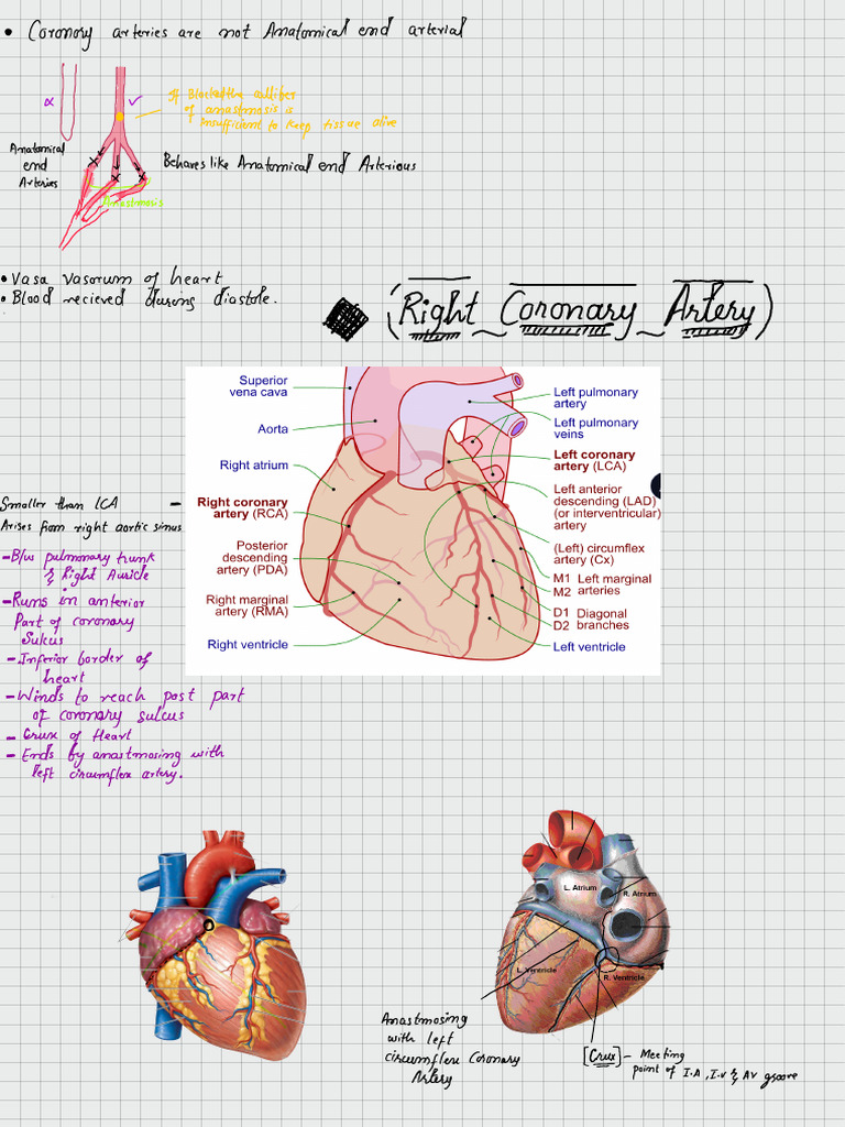 Coronary Circulation | PDF