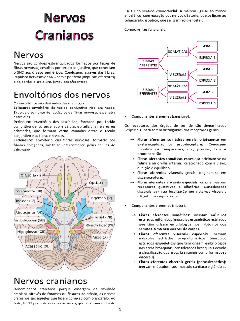 3 Etapa - Nervos Cranianos | PDF | Nervo | Cérebro