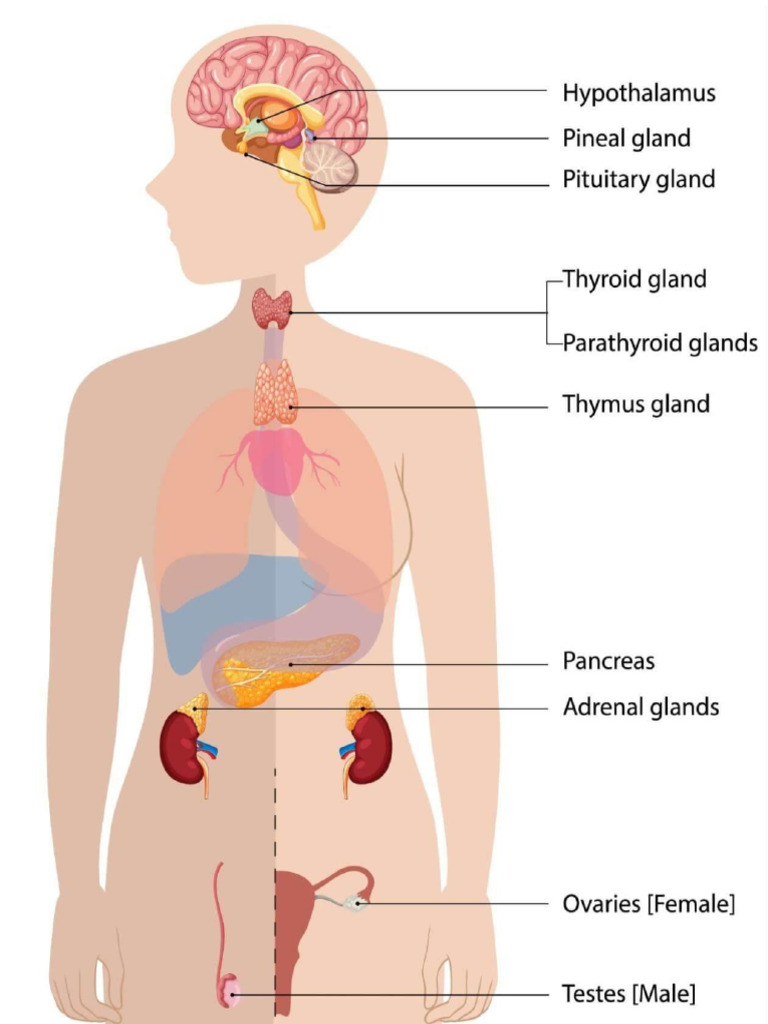 Endocrine System | PDF