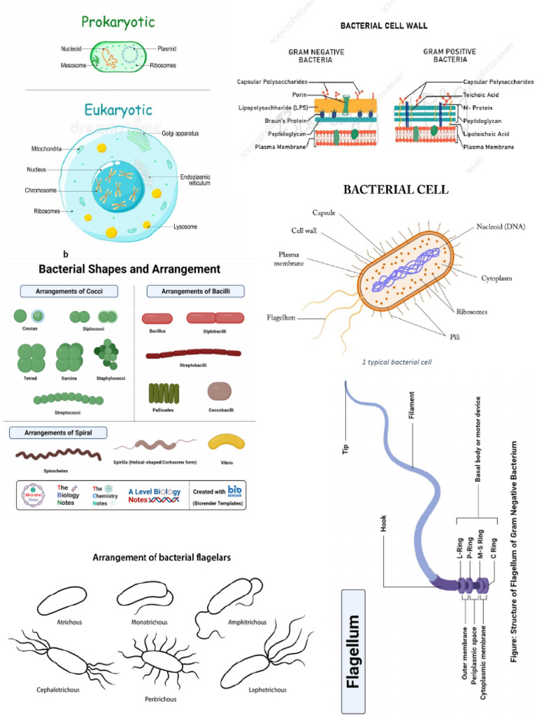 Bacte Drawings | PDF