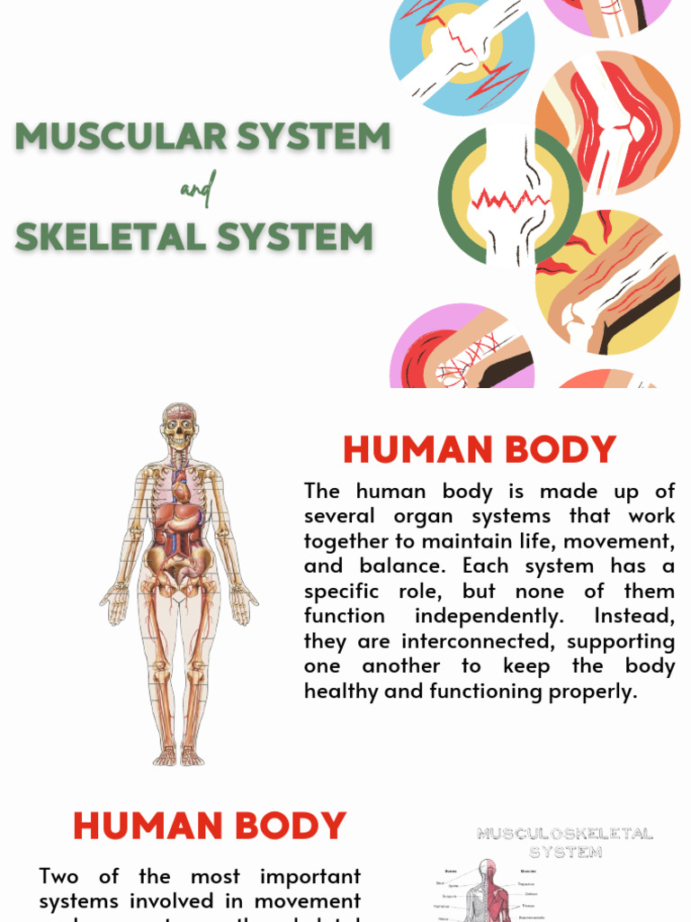Muscular and Skeletal | PDF | Muscle | Skeleton