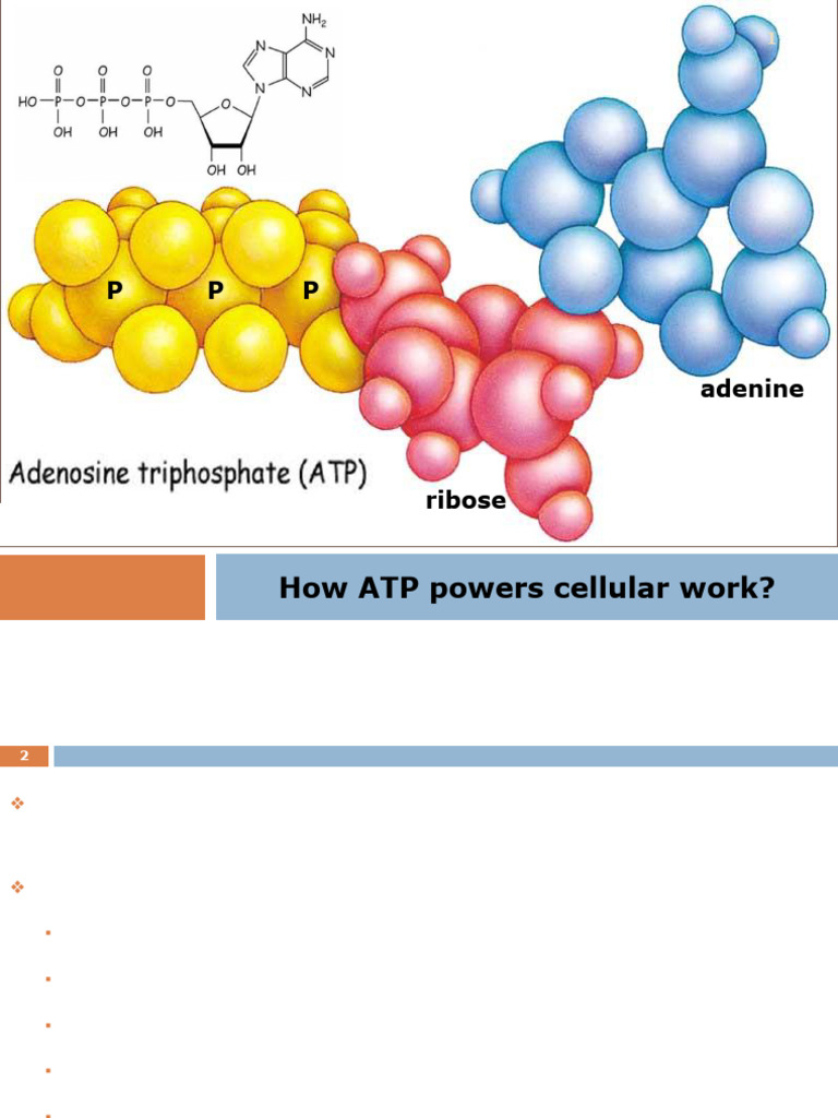 How ATP Powers Cellular Work | PDF