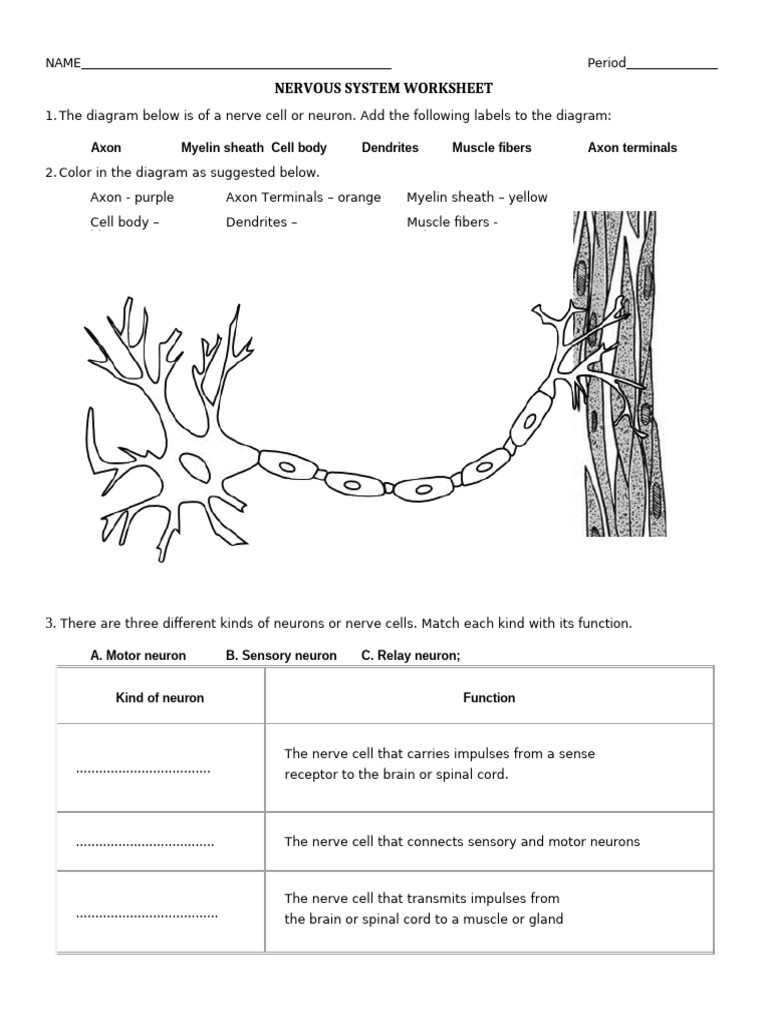 Nervous System Worksheet | PDF | Neuron | Axon