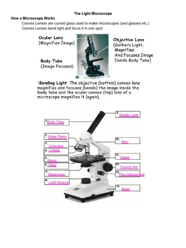 2 - Parts of The Microscope | PDF