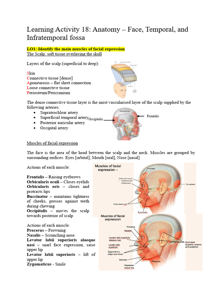Face, Temporal and Infratemporal Fossa | PDF | Primate Anatomy | Human ...