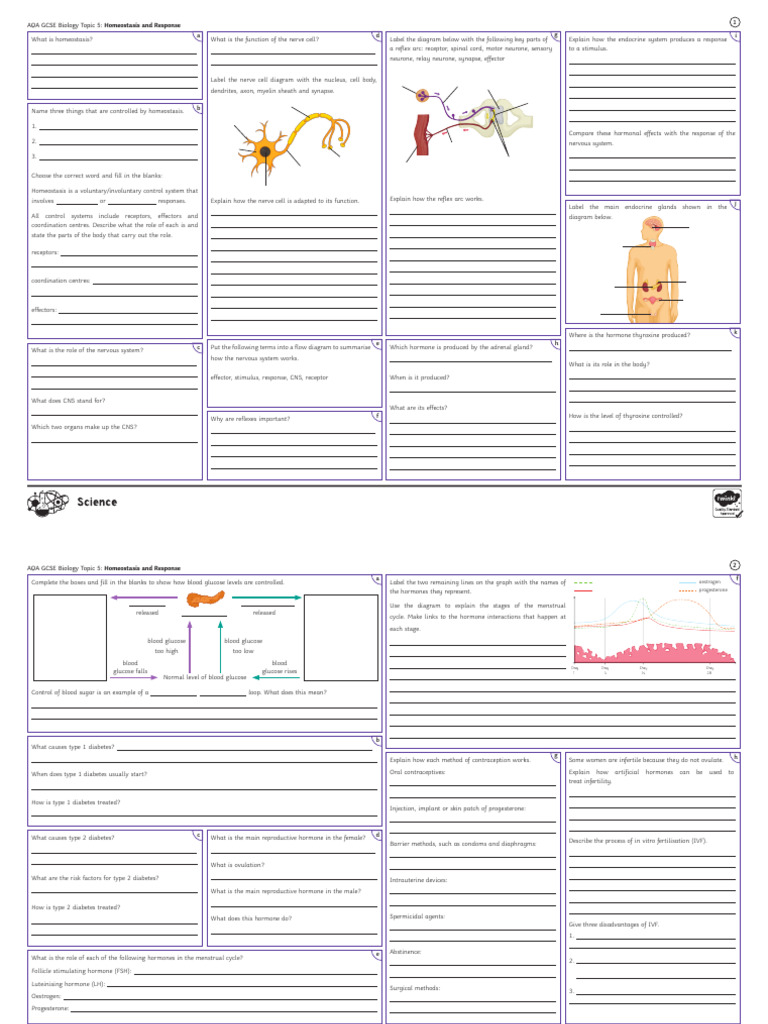 Topic 5 Homeostasis and Response Revision Mat | PDF | Neuron | Nervous ...