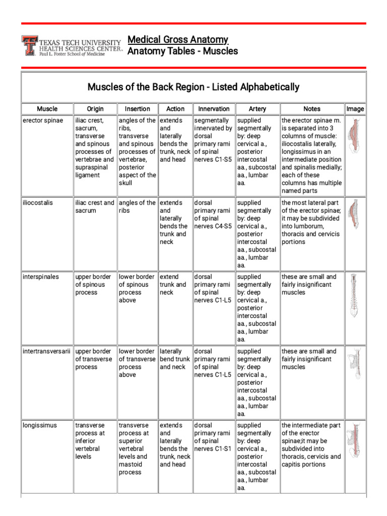 Anatomy Tables - Muscles Tables | PDF | Thumb | Hand