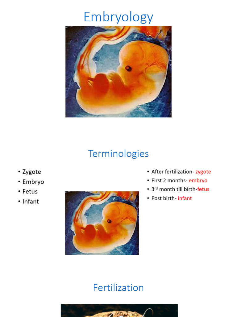 Embryology - Development | PDF | Reproduction | Anatomy