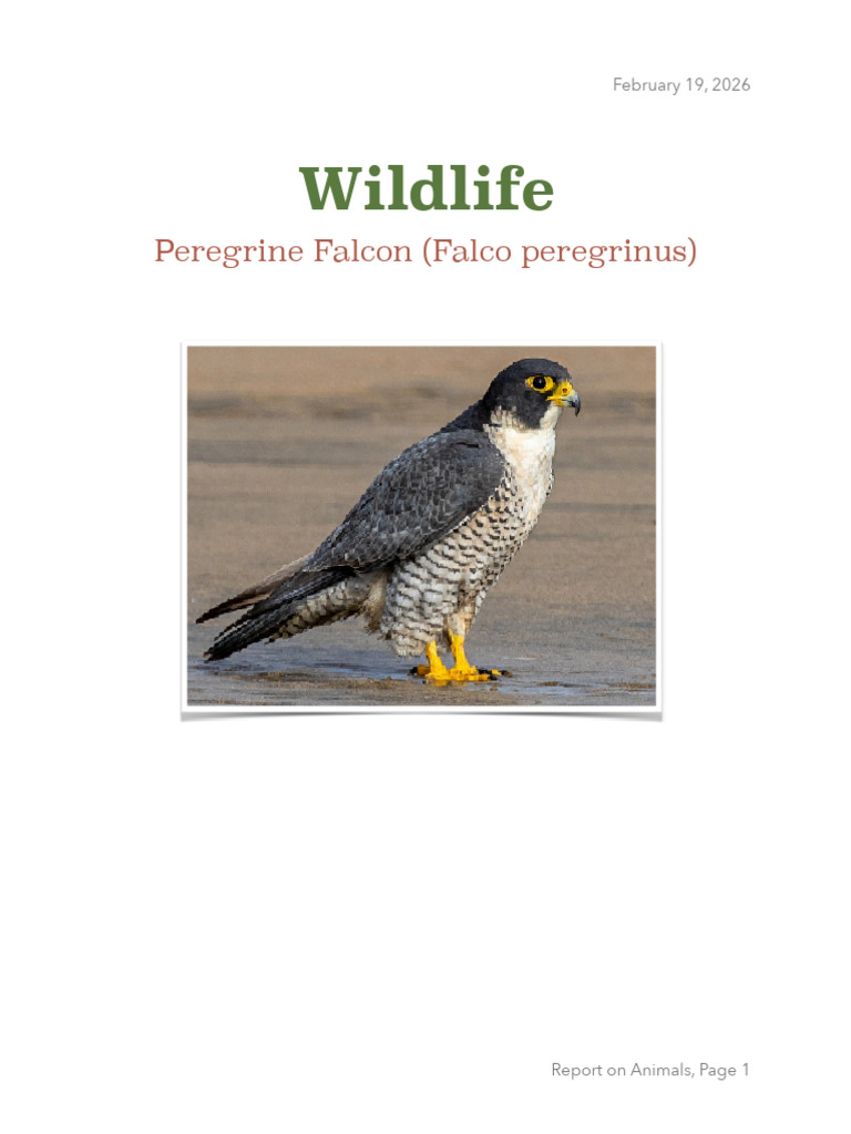 Falcon | PDF | Birds | Ornithology