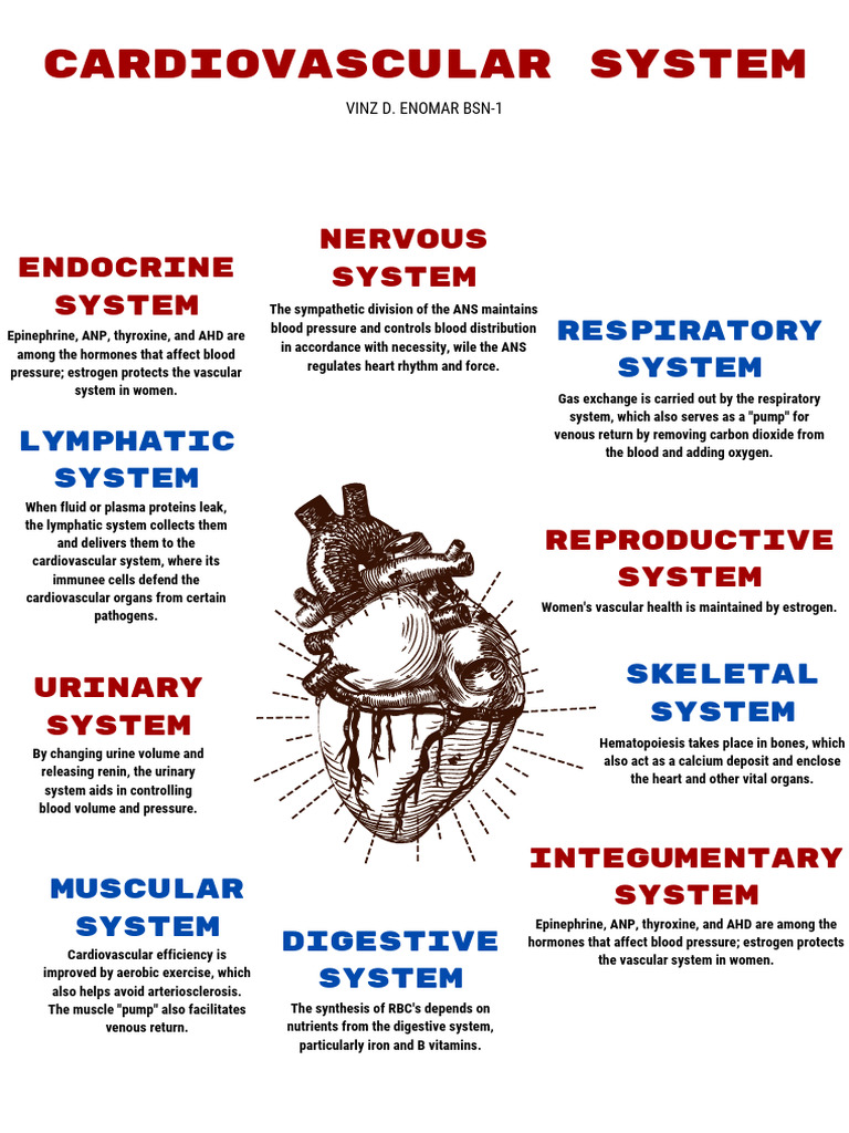 Cardiovascular System-1 | PDF | Circulatory System | Blood