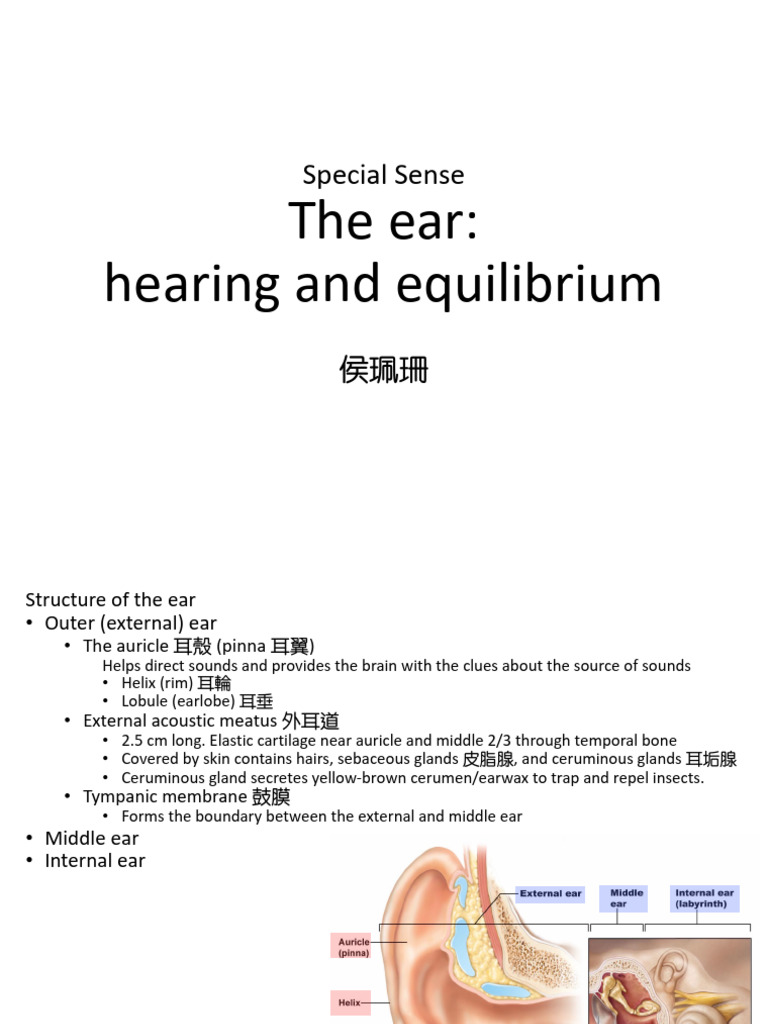 Special Sense-ear 侯珮珊 | PDF | Ear | Auditory System