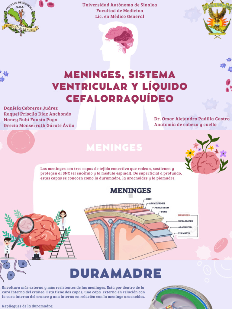 Presentacion de meninges | PDF | Fluido cerebroespinal | Anatomía humana