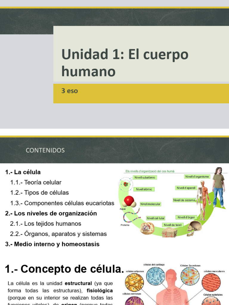 Unidad 1 El Cuerpo Humano Caste | PDF | Biología Celular) | Músculo