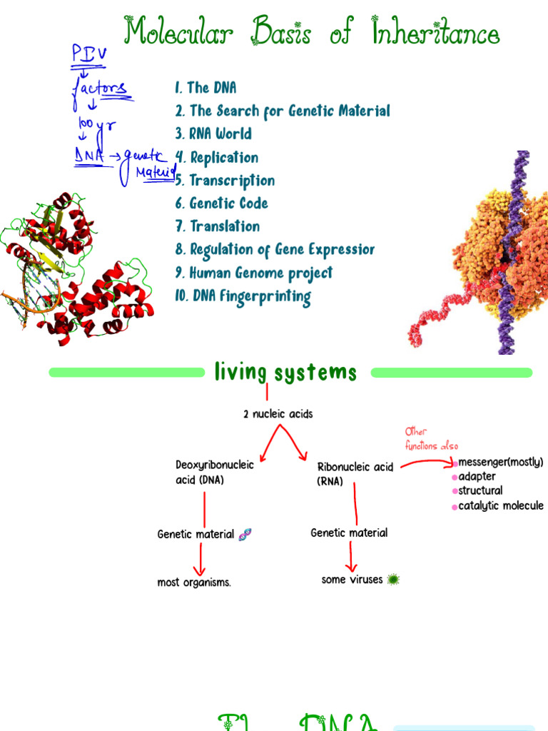 Molecular Basis of Inheritance - Supernotes | PDF | Dna | Genetic Code