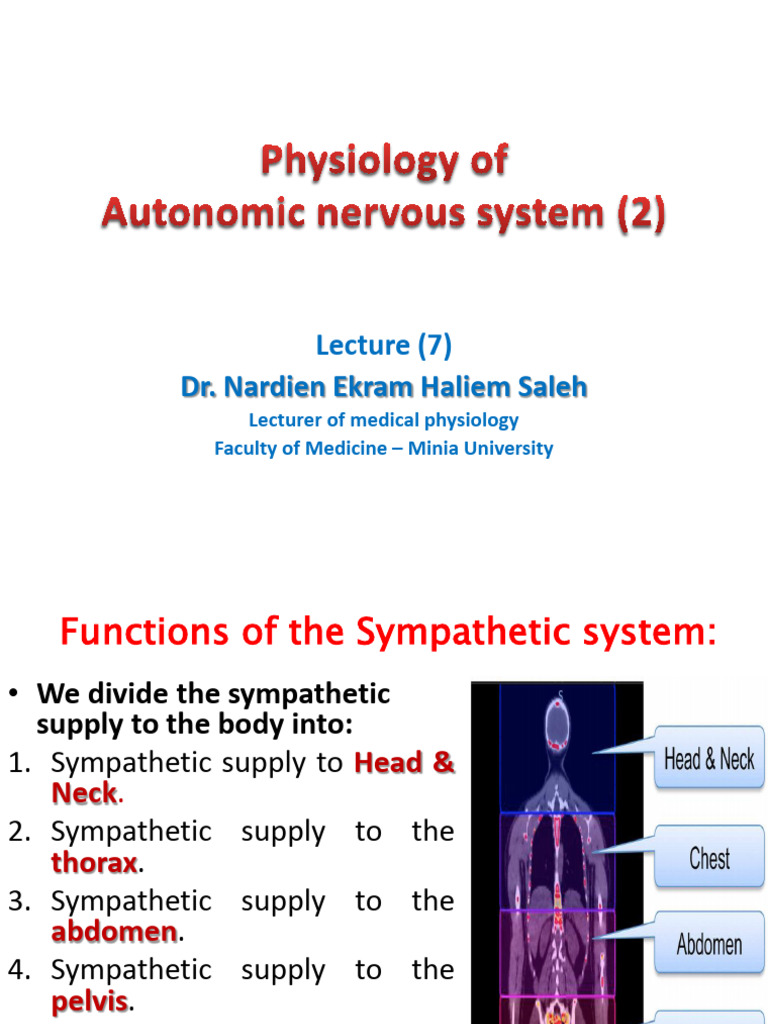 Physiology of Autonomic Nervous System 2 (Lecture 7) | PDF | Organ ...