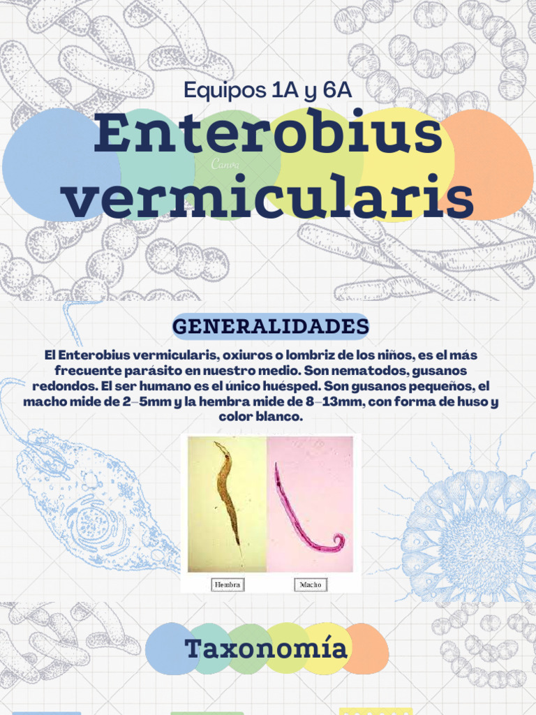 Enterobius Vermicularis | PDF | Gastroenterología | Sistema digestivo