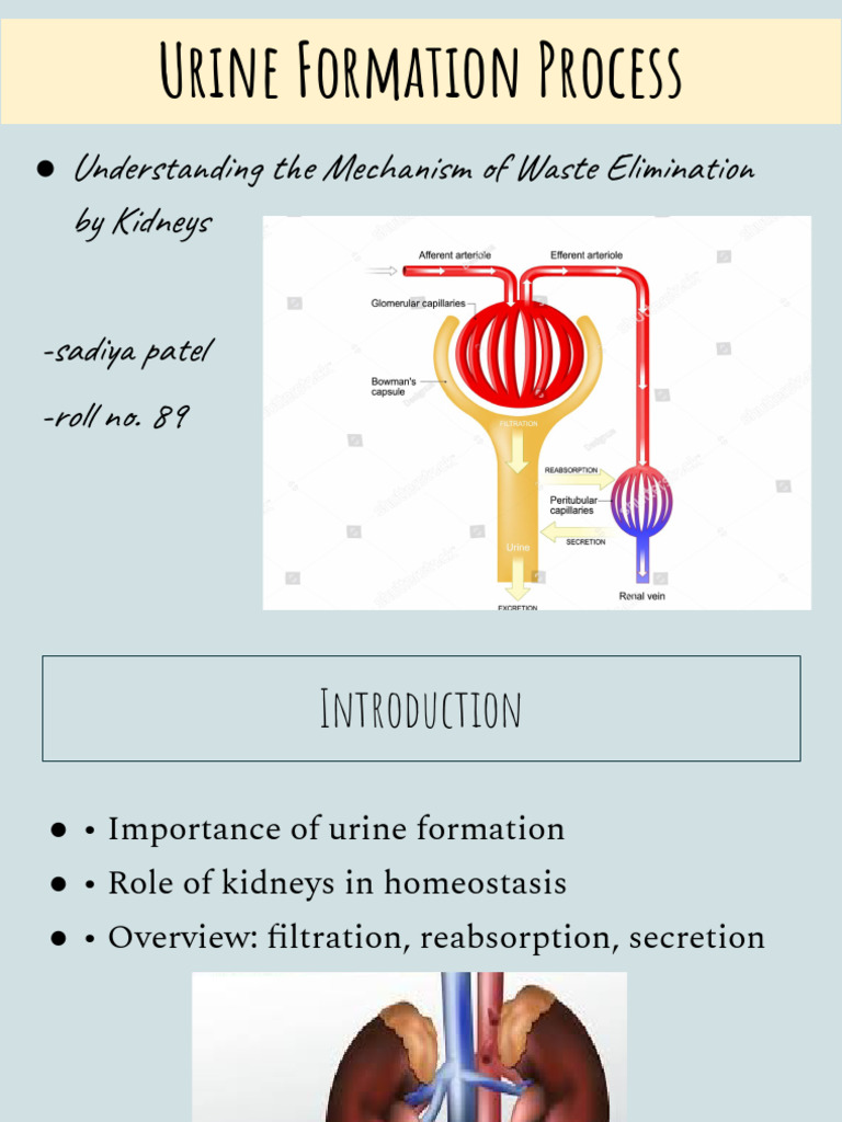 Urine Formation Process PDF | PDF