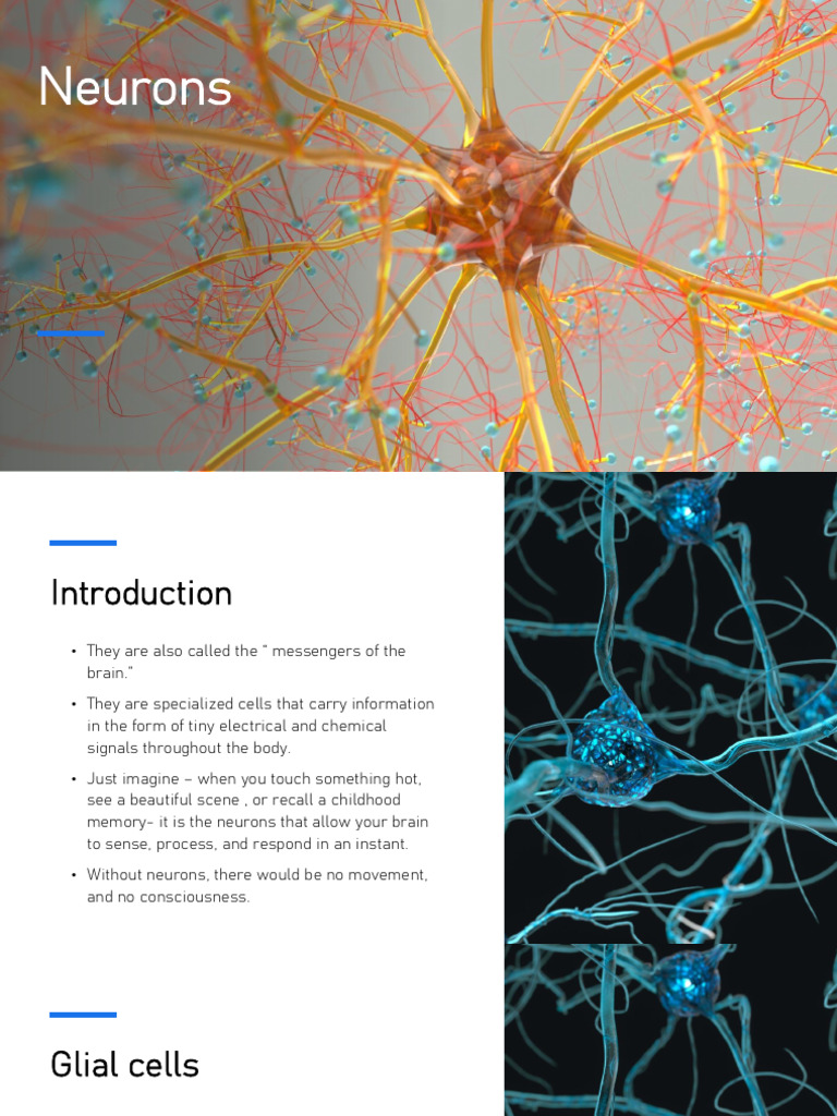 Neurons Introduction and Types | PDF