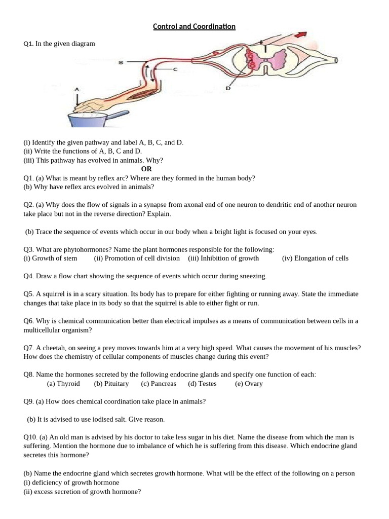 Worksheet of Control and Coordination-1 | PDF | Hormone | Endocrine System