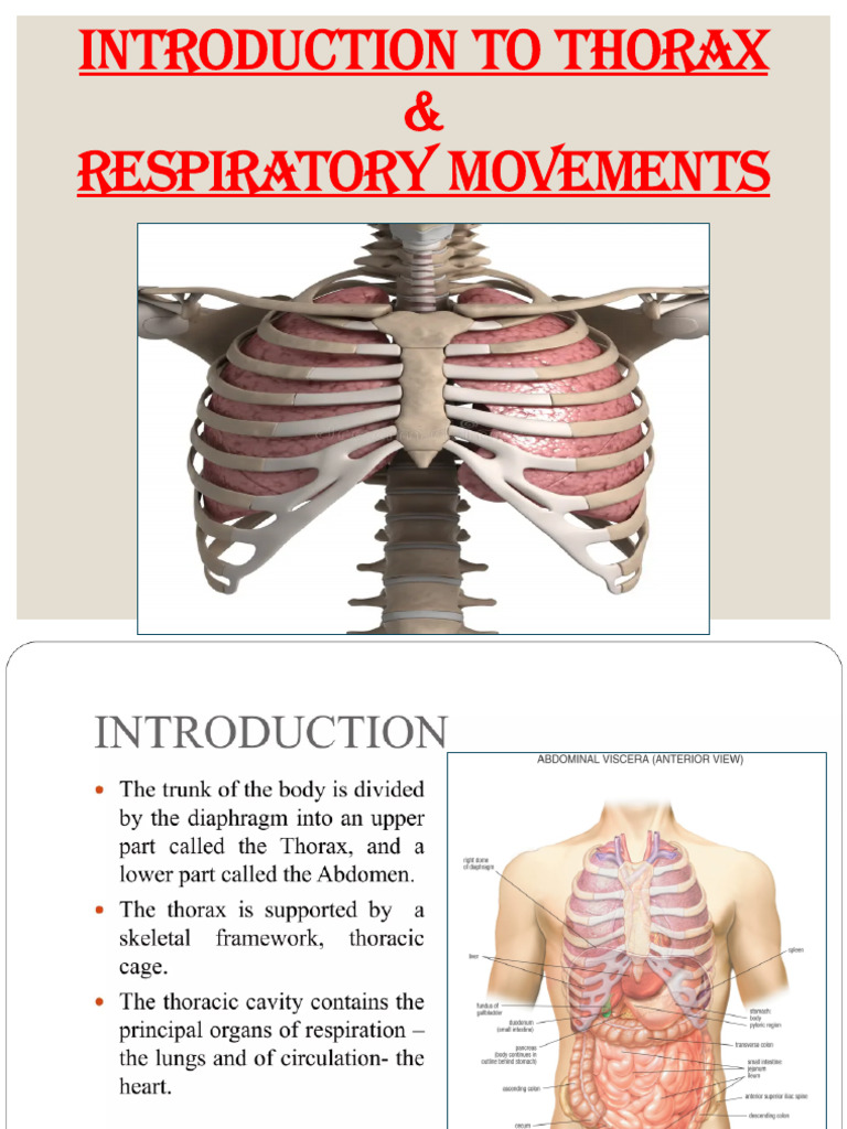 Introduction To Thorax & Respiratory Movements | PDF | Thorax | Exhalation