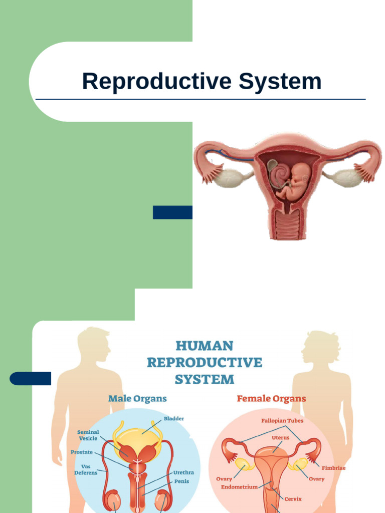 Chapter 10 Reproductive System | PDF | Reproductive System | Uterus